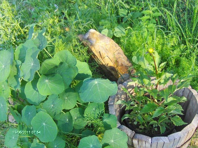 dalie , condurul doamnei