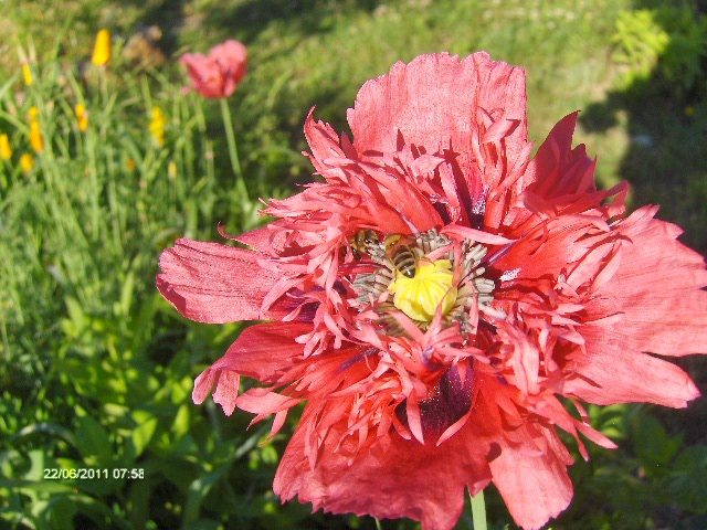 a iesit si alta culoare.......