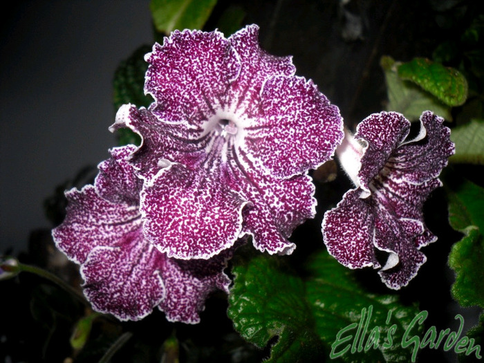 Snowkist Strawberry Fizz - 2011 Streptocarpus