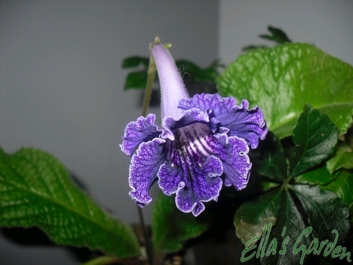 Justa - 2011 Streptocarpus