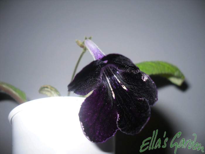 Black Panther - 2011 Streptocarpus