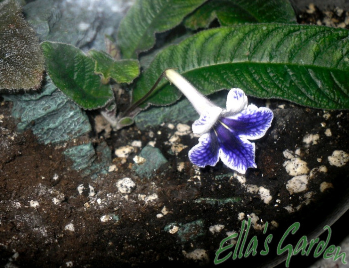 Purple Panda - 2011 Streptocarpus