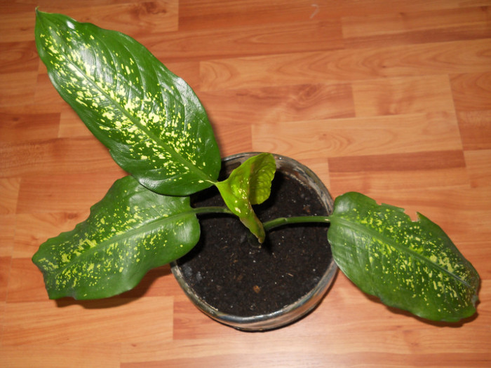 vin si eu c-o frunzulita