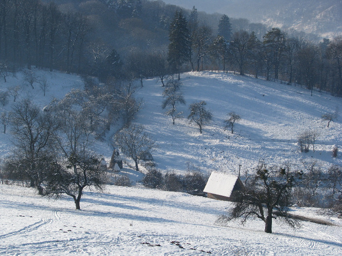 IMG_3500 - Natura - inprejurimile Sighisoarei