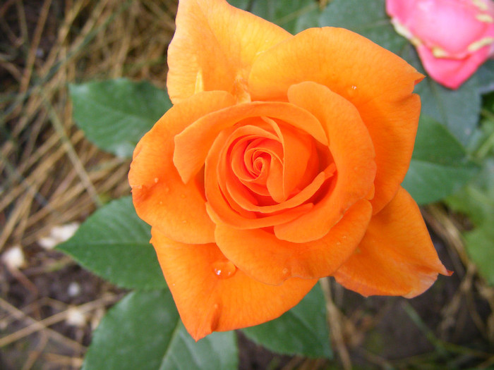 Doris Tysterman; Theahybrid,floare mare,17-28petale,parfum usor(2 din 5 puncte)

