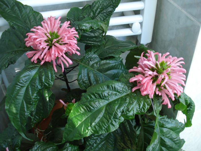 DSC09439 - FLORI 2011