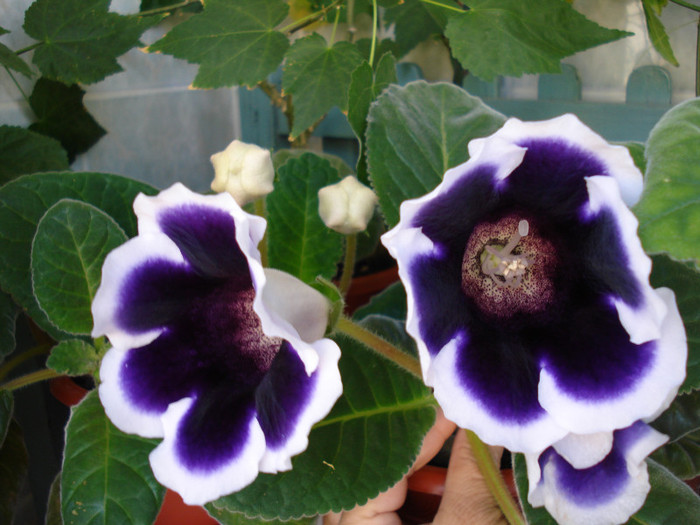 DSC09475 - FLORI 2011