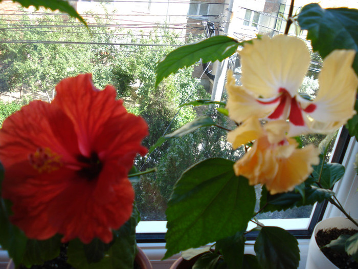 DSC09477 - FLORI 2011