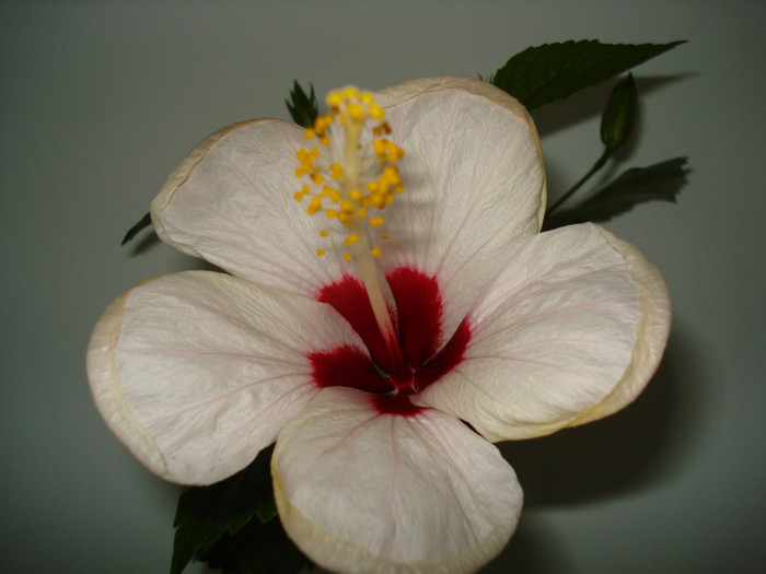 Cairo White - HIBISCUS 2011