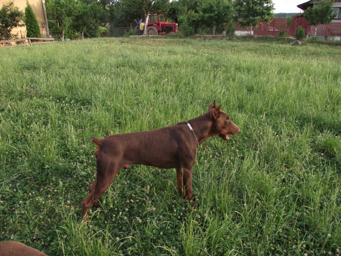 poze aprilie mai 2011 490 - dobermani si Iluzia fica mea