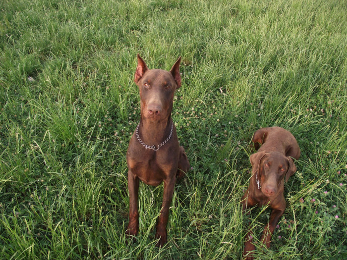 poze aprilie mai 2011 489 - dobermani si Iluzia fica mea