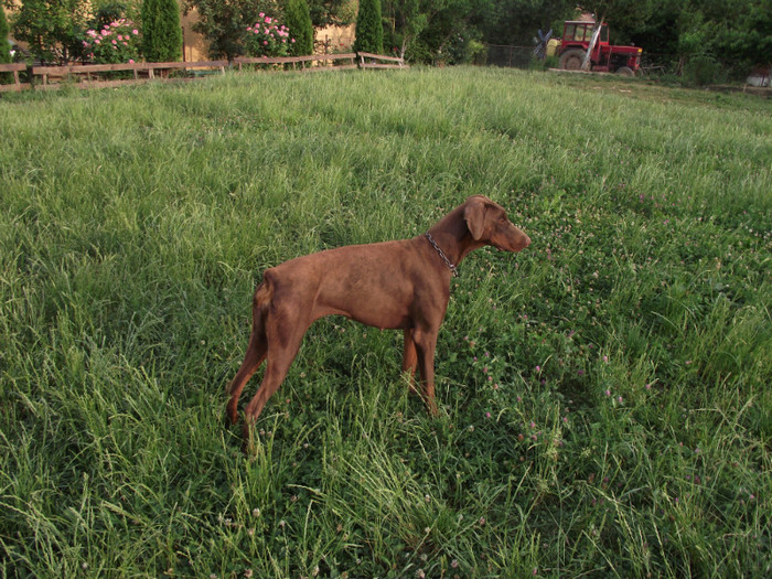 poze aprilie mai 2011 502 - dobermani si Iluzia fica mea