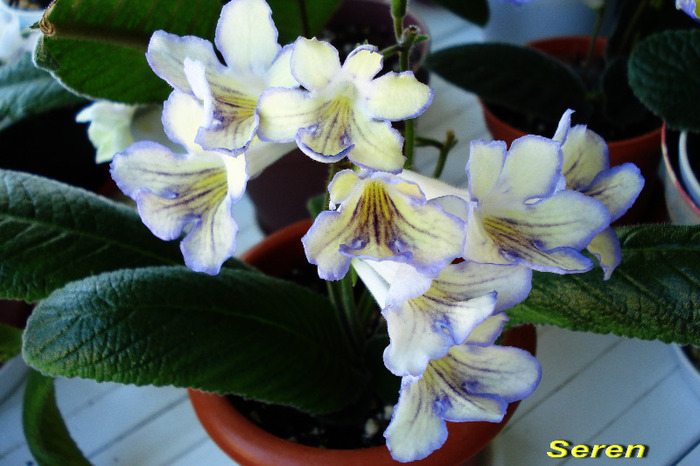 Seren (21-06-2011) - Streptocarpusi