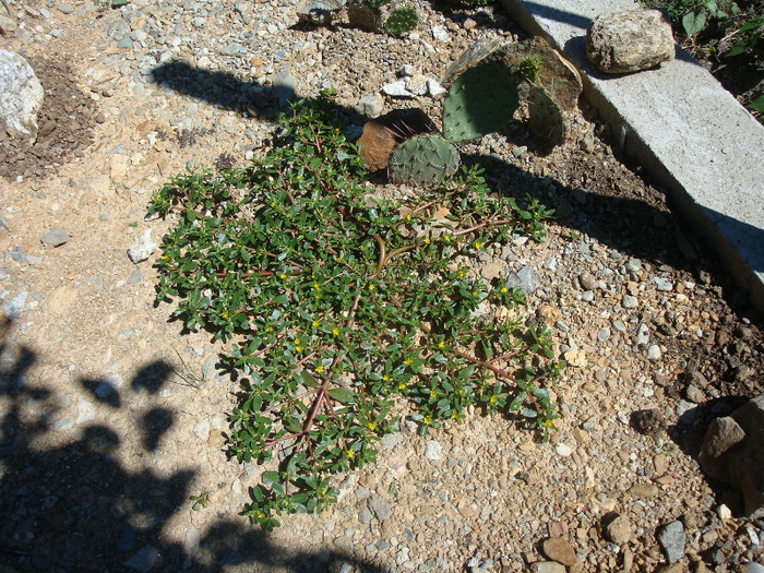 Portulaca oleracea L.1753 - Genul Portulaca