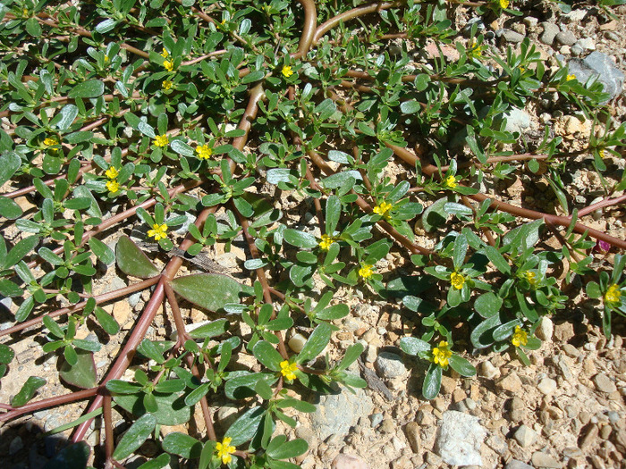 Portulaca oleracea L.1753