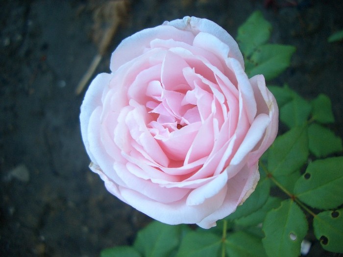 CIMG3805 - trandafiri 2011