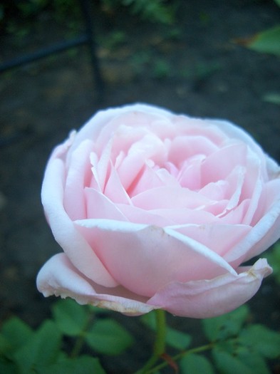 CIMG3806 - trandafiri 2011