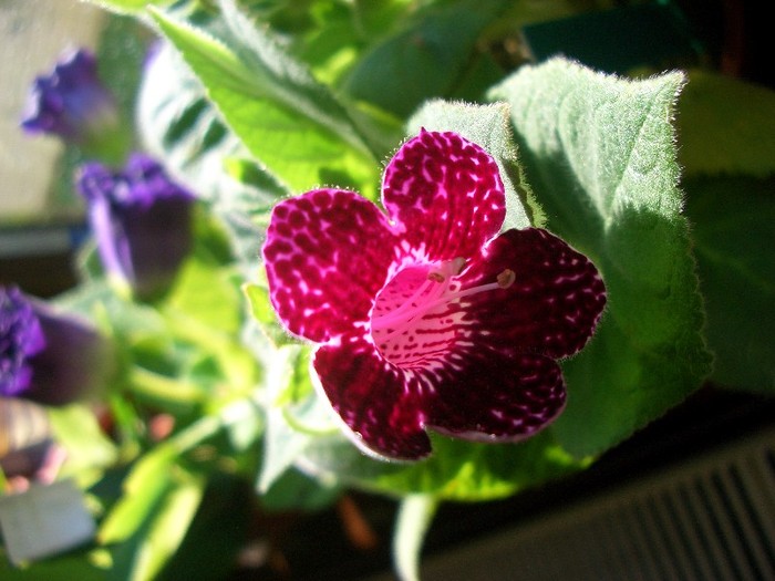 CIMG3830 - gloxinia-kohleria-achimenes