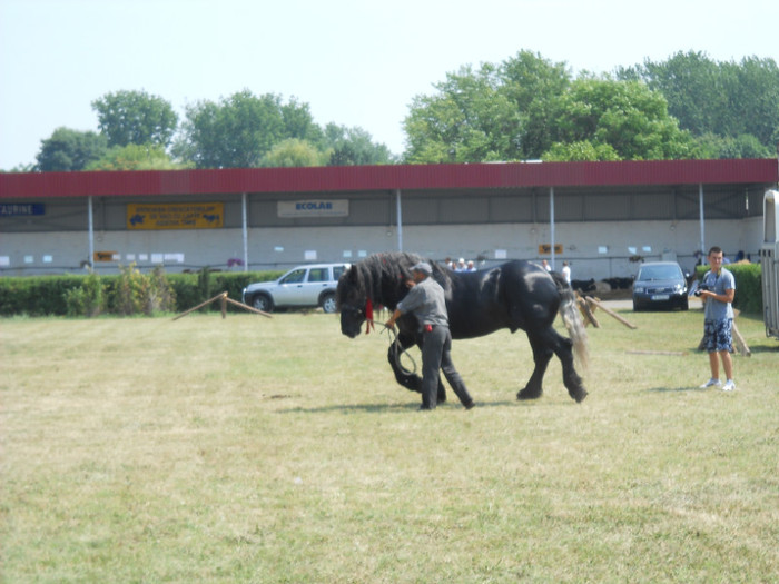 DSCN1528 - Expozitie Timisoara