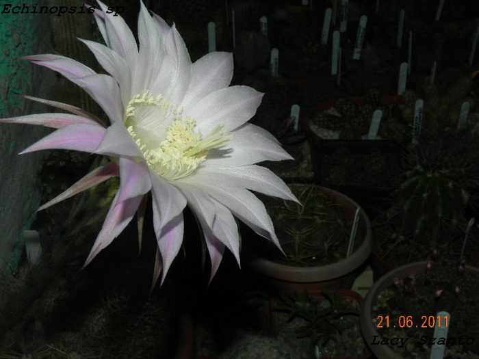 Echinopsis sp - cactusi 2011