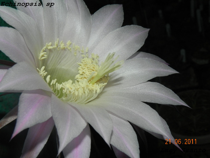 Echinopsis sp - cactusi 2011