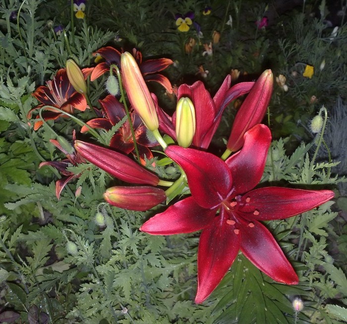 preferatul meu_black out