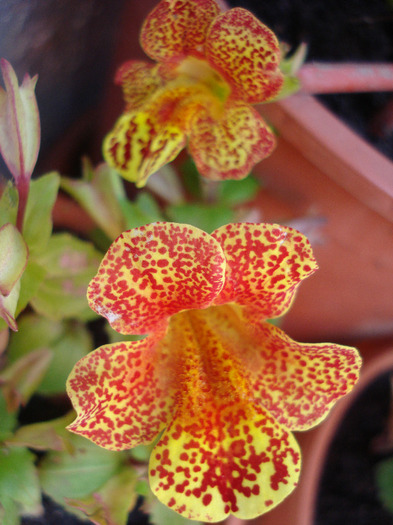 Mimulus_Monkey Flower (2011, Jun.23) - MIMULUS Monkey Flower