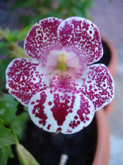 Mimulus_Monkey Flower (2011, Jun.23)