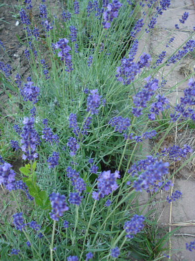 Lavender_Lavanda (2011, June 19) - LAVENDER Lavanda