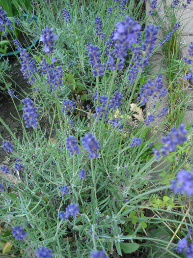 Lavandula angustifolia (2011, June 19) - LAVENDER Lavanda