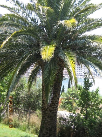 becici 078 - 2011 - Becici Muntenegru