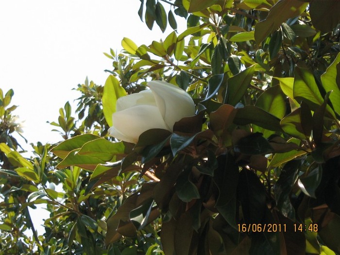 becici 105 - 2011 - Becici Muntenegru