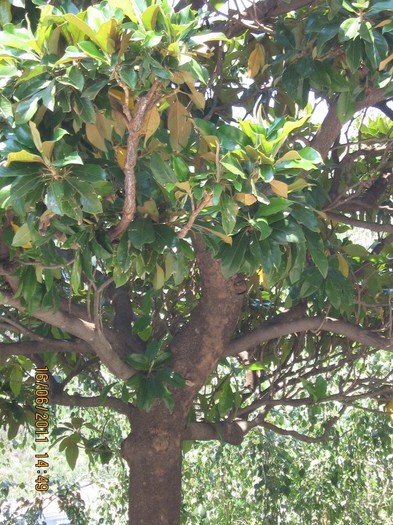 becici 107 - 2011 - Becici Muntenegru