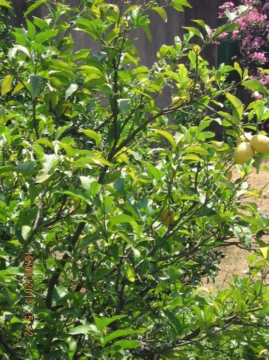 becici 112 - 2011 - Becici Muntenegru