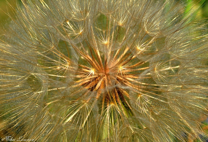 Explozie aurie - Flori