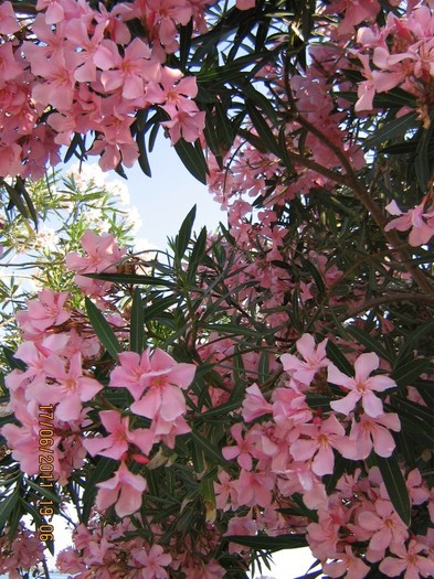 becici 216 - 2011 - Becici Muntenegru