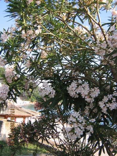 becici 217 - 2011 - Becici Muntenegru