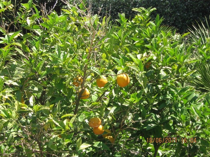 becici 235 - 2011 - Becici Muntenegru