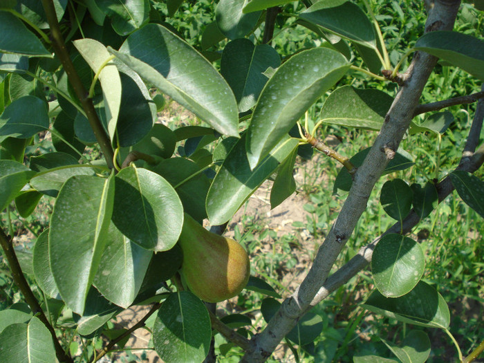 DSC01685 - Pomi fructiferi 2011