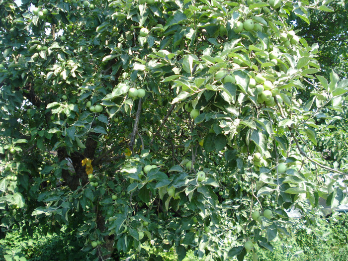DSC01705 - Pomi fructiferi 2011