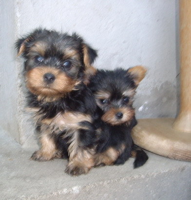 yorkshire - Yorkshire terrier