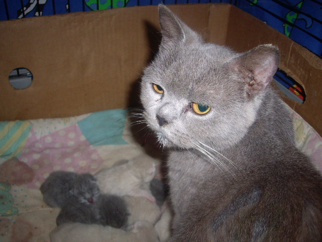 British Shorthair; Lulu si 7 pui
