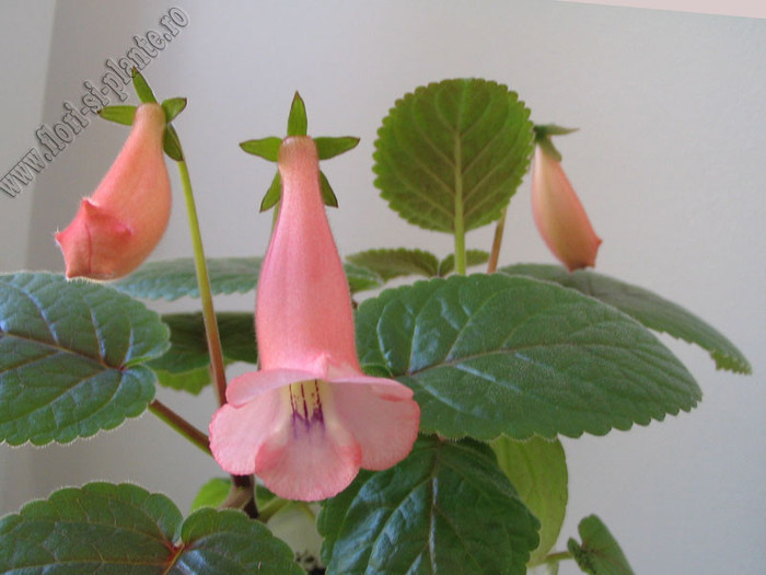 Sinningia California Gold 1 - GLOXINIA _ SINNINGIA