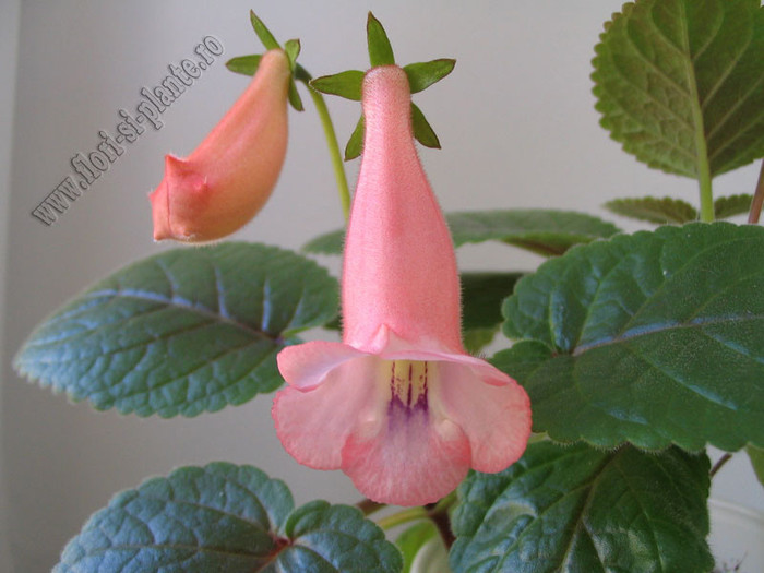 Sinningia California Gold 2 - GLOXINIA _ SINNINGIA