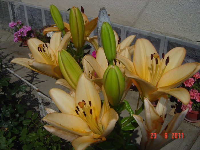 Picture 1844 - 2011 CRINI