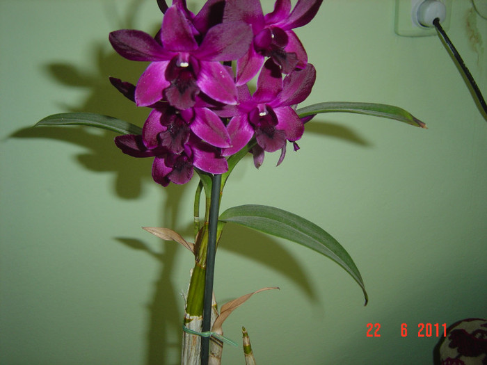 Picture 1825 - 2012 ORHIDEEA