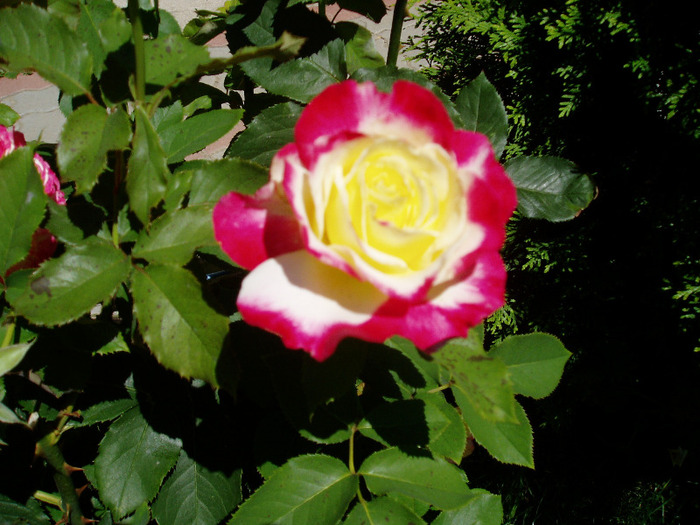 P1010026 - Flori Mai - Iunie 2011