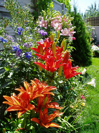 P1010029 - Flori Mai - Iunie 2011