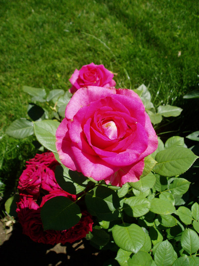 P1010031 - Flori Mai - Iunie 2011