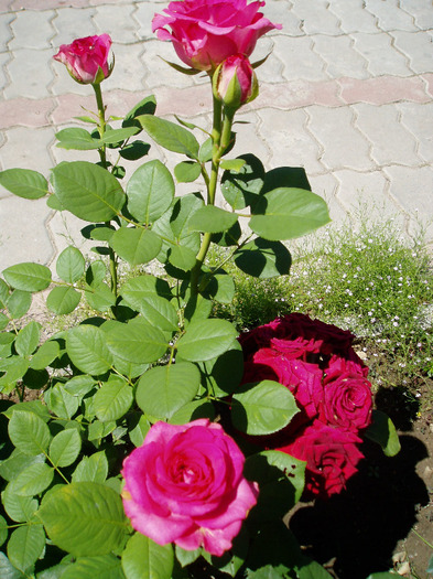 P1010032 - Flori Mai - Iunie 2011